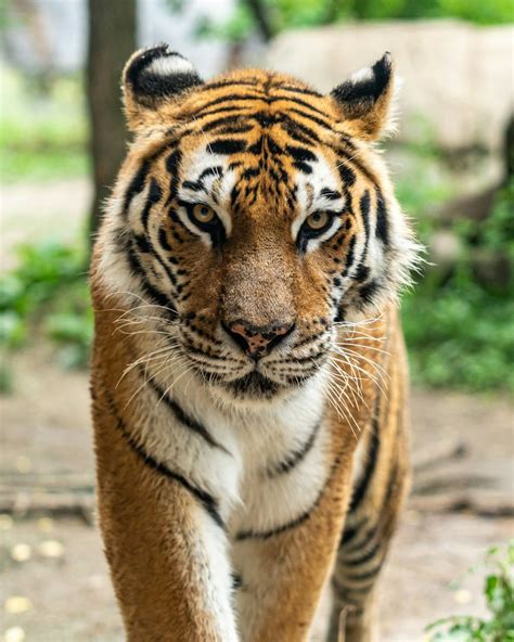 Tiger Pictures | Download Free Images & Stock Photos on Unsplash