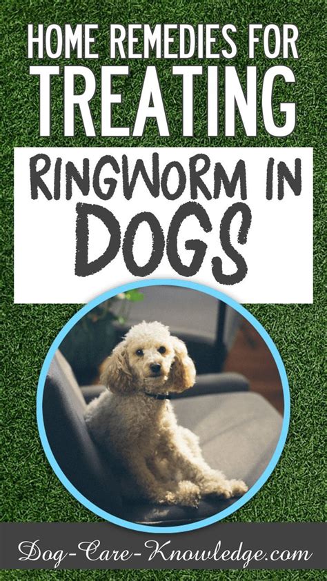 Try this home remedy for treating ringworm in dogs. Ringworm is actually not a worm but is a ...