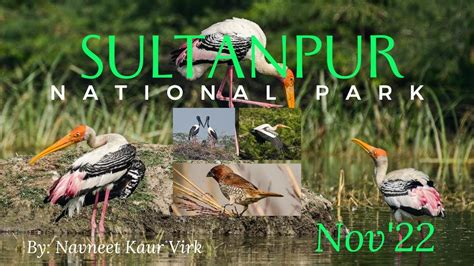 Sultanpur National Park Gurgaon | Sultanpur Bird Sanctuary Best time to visit # ...