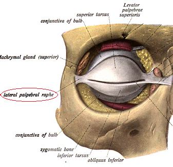 Orbicularis Oculi Muscle | Function, Origin & Insertion | Study.com