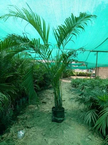 Areca Palm Tree at Rs 180/bag | New Items in Amroha | ID: 19239893491