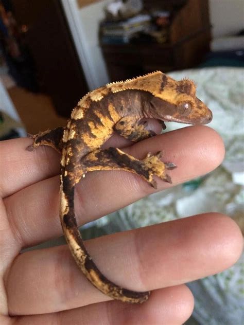 Pin by Carterjames on Pets | Crested gecko habitat, Cute reptiles ...