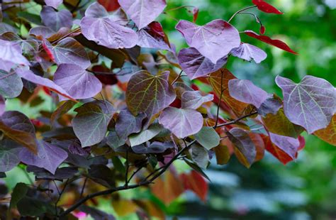 Black Pearl Redbud vs. Forest Pansy Redbud