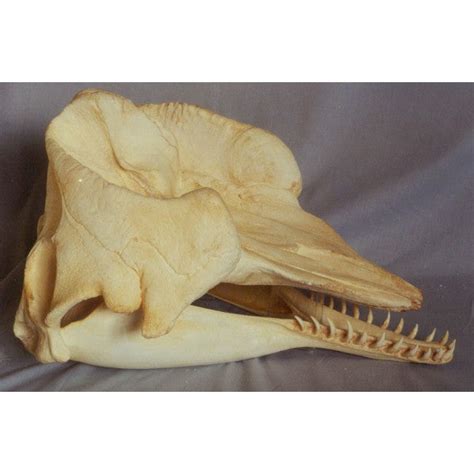 Pygmy Sperm Whale Skull Replica | DINOSAURS ROCK SUPERSTORE | Fossil & Mineral Specimens