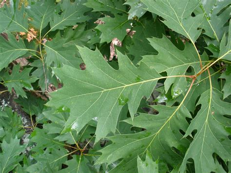 Northern Red Oak (Quercus rubra) - Great Plains Nursery