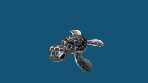 Baby Sea Turtle - 3D model by Cortoony [8c6376e] - Sketchfab