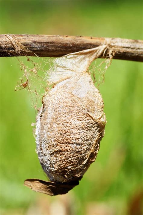 Cecropia moth cocoon stock image. Image of butterfly - 24814593