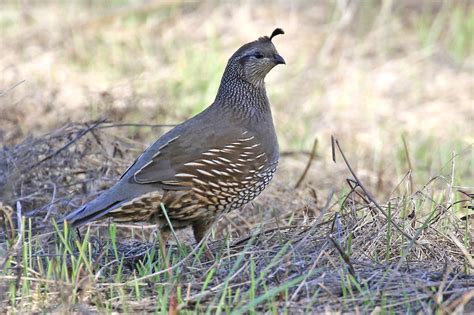 California Quail (Female) - FeederWatch