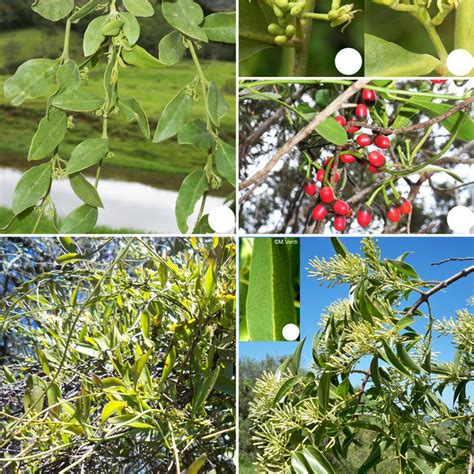 Collections of Loranthaceae and Santalaceae species from Southern Brazil. | Download Scientific ...