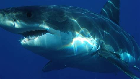 A Tragic Incident: Great White Shark Claims Swimmer's Life in Australia - SeaLifeTrust: Saving ...