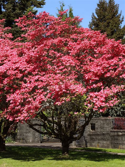 Red Dogwood Trees | Flowering Trees