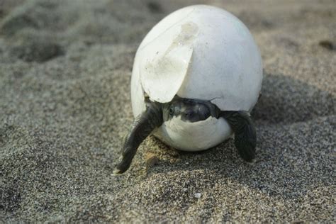 Early Success for #LacosteSaveOurSpecies Funded Burmese Roofed Turtles Project - IUCN SOS