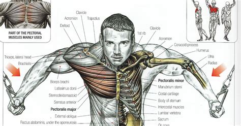 Cable Chest Fly For Beginner ~ www.bodybuilding110.com