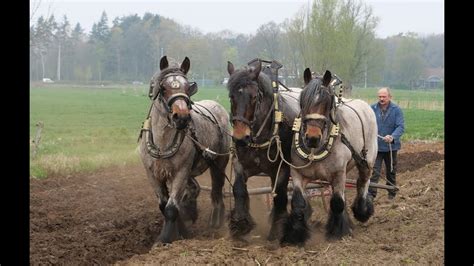 Plowing a field using 4 teams of 3 Belgian draft horses - YouTube