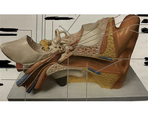 Classroom model of the ear Quiz