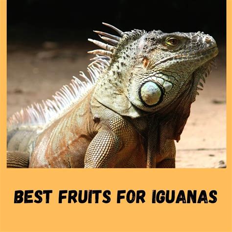 Iguana Food List