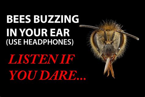 BEES BUZZING IN YOUR EAR! (Virtual 3D Sound) Zuccarelli Holophonics ...