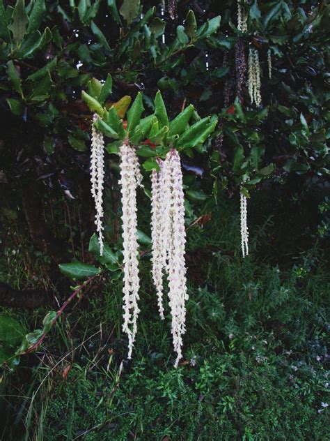 Garrya Elliptica | Beautiful flowers pictures, Garden, Flowers