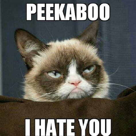 I hate you Funny Animal Quotes, Animal Jokes, Funny Animal Pictures, Cute Funny Animals, Cute ...