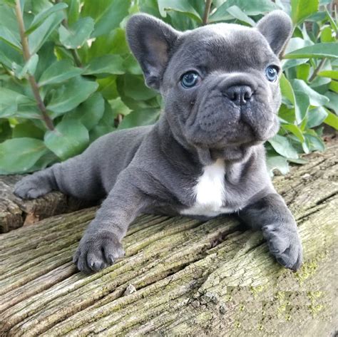 blue french bulldog puppies for sale/merle french bulldog for sale