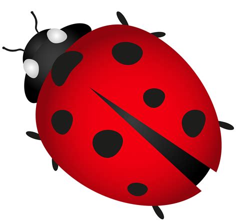 Ladybug PNG Transparent Images, Pictures, Photos