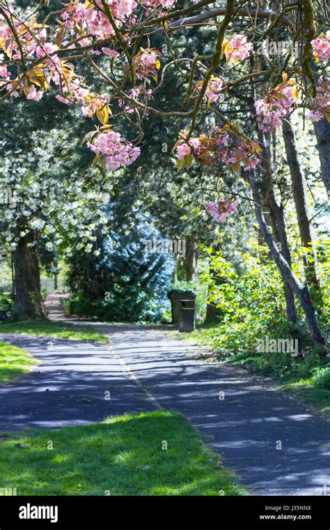 West End Park, Airdrie, North Lanarkshire, 03 May 2017, UK Weather. Beautiful blooming trees in ...