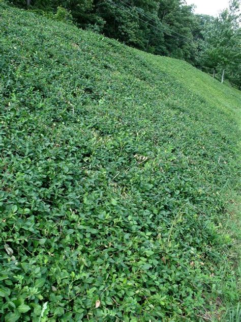 Variegated Wintercreeper Ground Cover