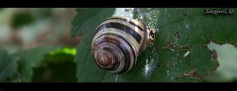 Snail by poisonous on deviantART