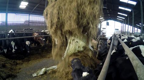 Feeding cows bale silage. - YouTube