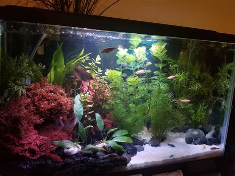 10 gallon planted aquarium. Lots of fish and lots of plants : r/PlantedTank