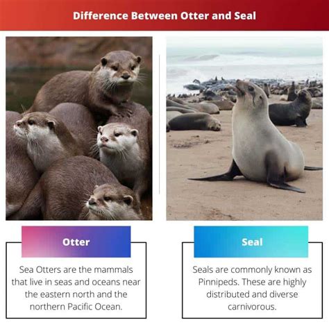 Otter vs Seal: Difference and Comparison