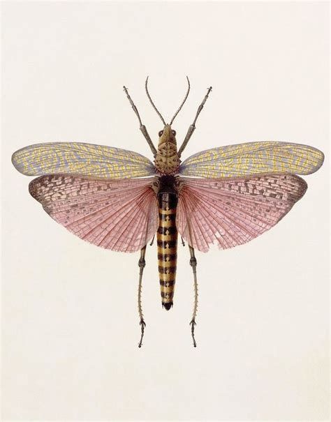 Scientific Illustration | Insects, Insect art, Nature illustration