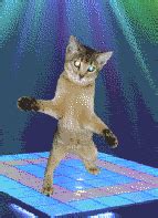 Disco Cat gif by xCarCrash__x | Photobucket