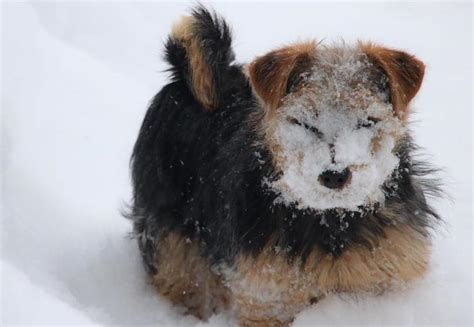 Norfolk Terrier Breed Information Guide: Facts And Pictures | BARK