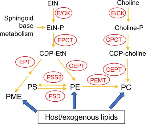 Frontiers | De Novo Synthesis of Phosphatidylcholine Is Essential for the Promastigote But Not ...