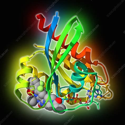 Human KRAS complexed with inhibitor, molecular model - Stock Image - C054/8465 - Science Photo ...