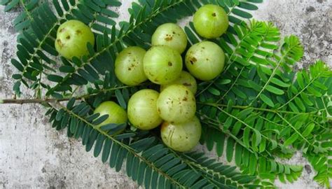 Amla Plant at best price in Faridabad by Mahalaxmi Nursery | ID: 7161580691