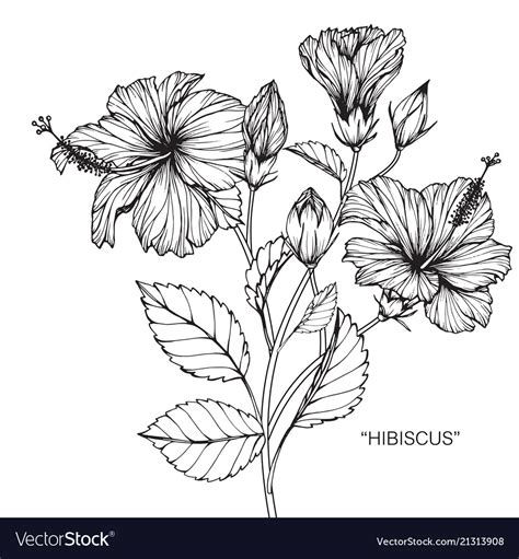 Share more than 72 hibiscus flower sketch images latest - seven.edu.vn