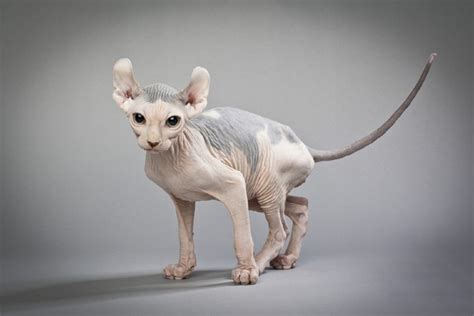 10 Ugly Cat Breeds (With Pictures) | Hepper