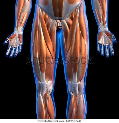 Male Leg Muscles Front View 3d Stock Illustration 1419587744 | Shutterstock