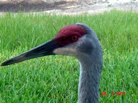 Red Headed Egret Or Heron | Flickr - Photo Sharing!