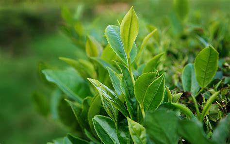 How To Germinate Camellia Sinensis | Storables