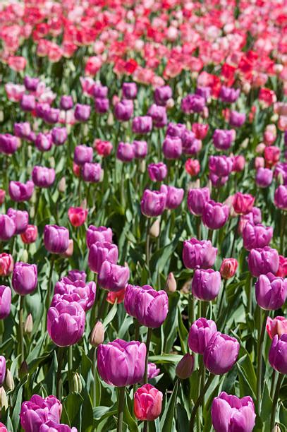 140+ Long Stem Tulips Pictures Stock Photos, Pictures & Royalty-Free ...