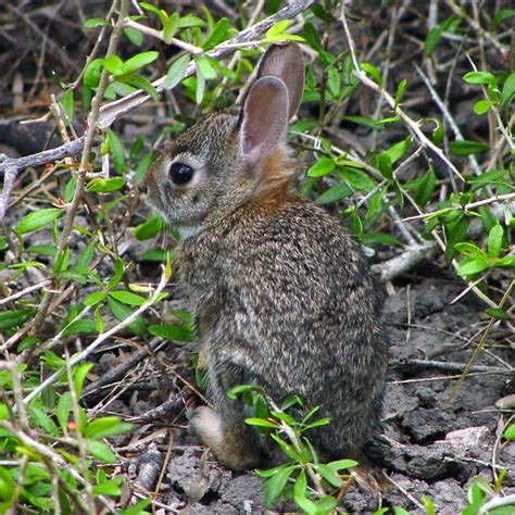 baby Eastern Cottontail - Sylvilagus floridanus photo - Tom Murray photos at pbase.com