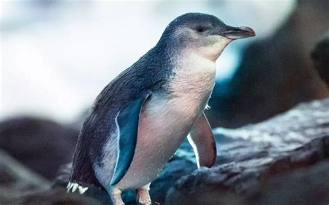 Little Penguin: History, Facts, Size, Habitat, Classification & Much More - Animals Name