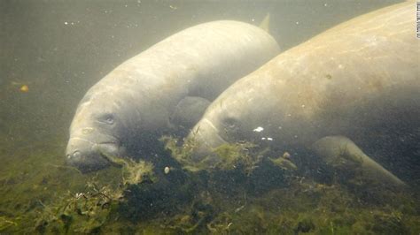 Federal officials agree to update Florida manatees' protected habitat ...