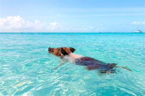 How to go Swimming with Pigs at Pig Island from Nassau