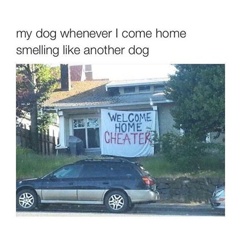 my dog whenever i come home smelling like another dog | Welcome Home Cheater | Know Your Meme