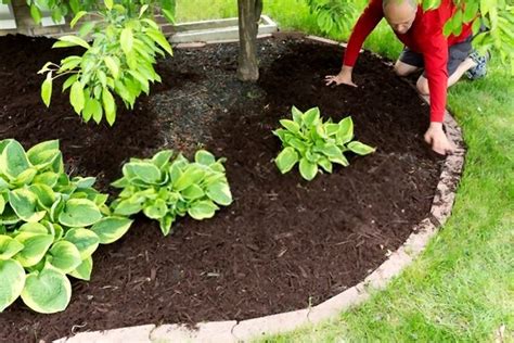 How To Mulch Flower Beds?