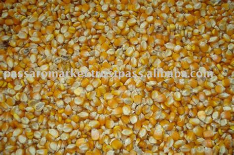 Maize,India price supplier - 21food